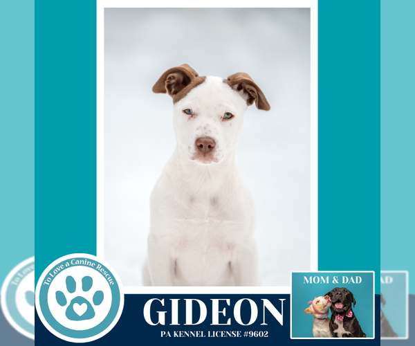 Medium Photo #8 Labrador Retriever-Unknown Mix Puppy For Sale in Kimberton, PA, USA