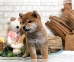 Small Photo #3 Shiba Inu Puppy For Sale in NEWARK, DE, USA