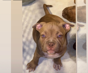 American Bully Puppy for sale in PHOENIX, AZ, USA
