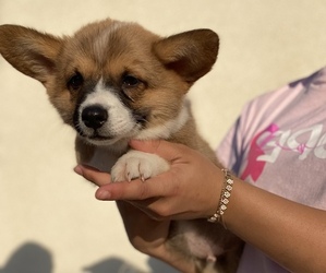 Pembroke Welsh Corgi Puppy for Sale in KERMAN, California USA