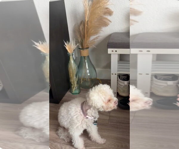 Medium Photo #12 Bichon Frise-Unknown Mix Puppy For Sale in Escondido, CA, USA