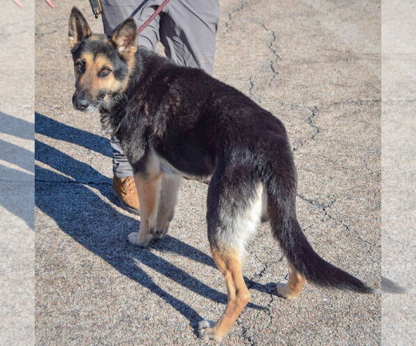 Medium Photo #3 German Shepherd Dog Puppy For Sale in Huntley, IL, USA