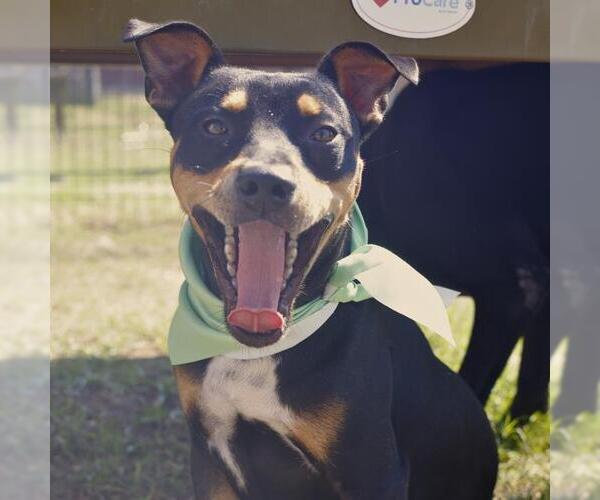 Medium Photo #1 Mutt Puppy For Sale in San Antonio, TX, USA