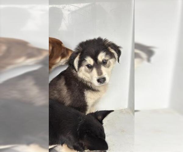 Medium Photo #1 Siberian Husky Puppy For Sale in Houston, TX, USA