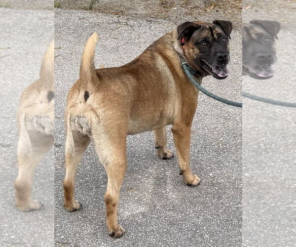 Medium Photo #1 Holland Shepherd-Unknown Mix Puppy For Sale in Lighthouse Point, FL, USA