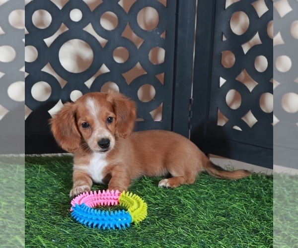 Medium Photo #1 Dachshund Puppy For Sale in MOUNT VERNON, OH, USA