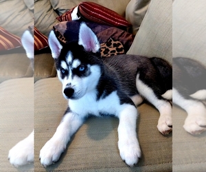 Siberian Husky Puppy for sale in COLUMBIA, TN, USA