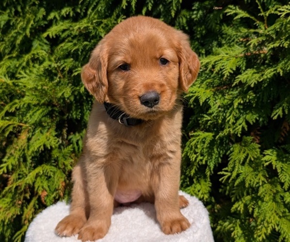 Medium Photo #25 Golden Retriever Puppy For Sale in GOSHEN, IN, USA