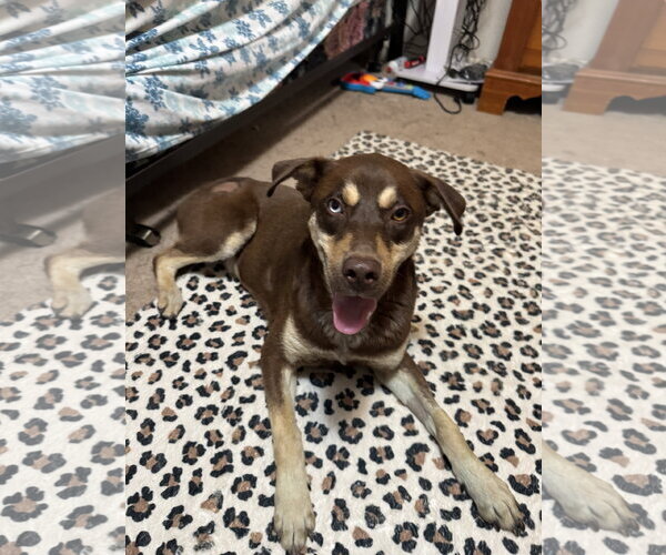 Medium Photo #2 Australian Shepherd-Unknown Mix Puppy For Sale in Wakefield, RI, USA