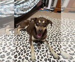 Small #1 Australian Shepherd Mix