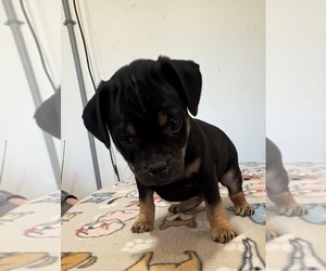 Medium Carlin Pinscher