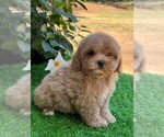 Small #8 Maltipoo
