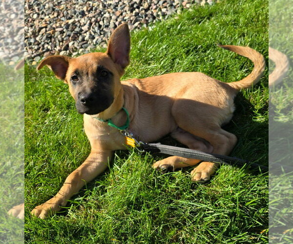 Medium Photo #8 German Shepherd Dog-Unknown Mix Puppy For Sale in Minneapolis, MN, USA