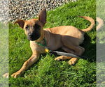 Small Photo #8 German Shepherd Dog-Unknown Mix Puppy For Sale in Minneapolis, MN, USA