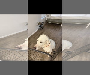 Blanco - Male Great Pyrenees-Unknown Mix Dog for Adoption - Photo #3