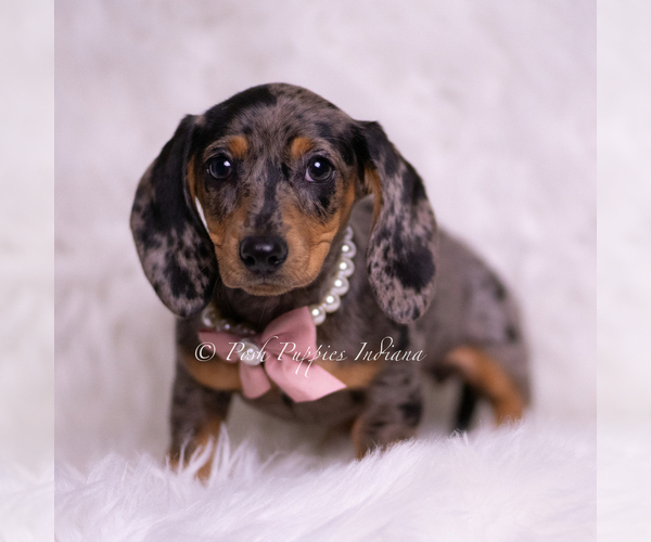 Medium Photo #3 Dachshund Puppy For Sale in WARSAW, IN, USA