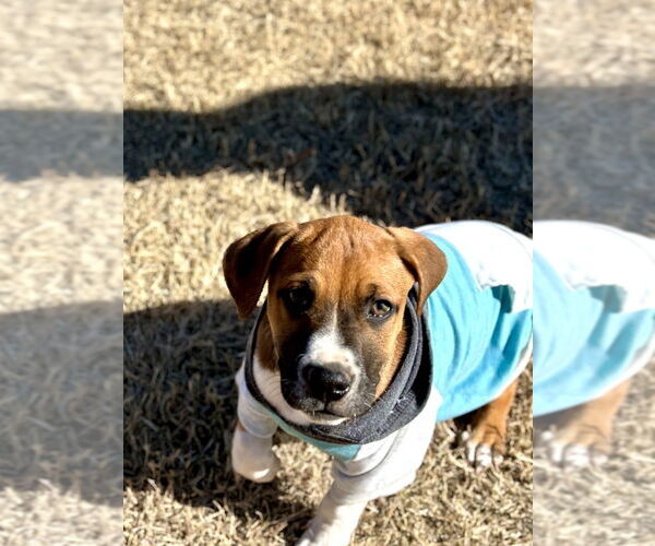 Medium Photo #3 Mutt Puppy For Sale in OKLAHOMA CITY, OK, USA