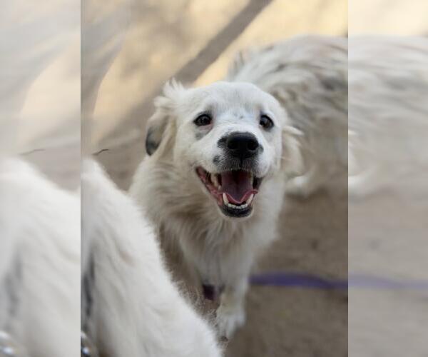 Medium Photo #1 Australian Shepherd-Cocker Spaniel Mix Puppy For Sale in Santa Maria, CA, USA