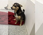 Small #8 Chiweenie