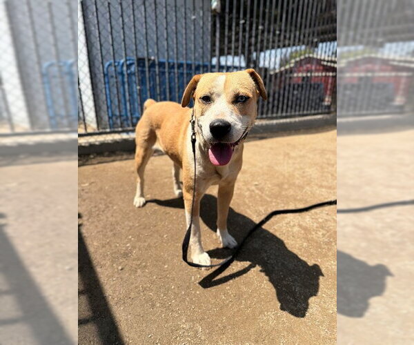 Medium Photo #2 Mutt Puppy For Sale in Riverside, CA, USA