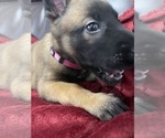 Small Photo #81 Belgian Malinois Puppy For Sale in REESEVILLE, WI, USA