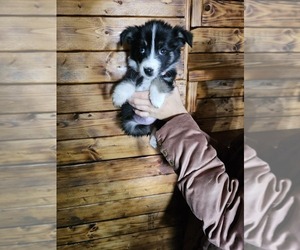 Australian Shepherd Puppy for sale in BULLS GAP, TN, USA