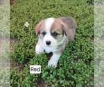 Small #2 Pembroke Welsh Corgi