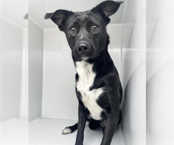 Medium Photo #2 Labrador Retriever-Unknown Mix Puppy For Sale in Houston, TX, USA