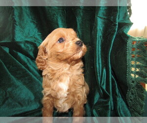 Cavapoo Puppy for sale in FORT WAYNE, IN, USA