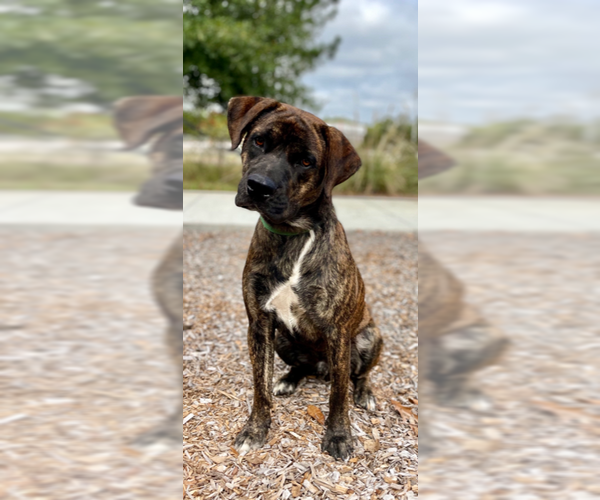 Medium Photo #1  Puppy For Sale in , 