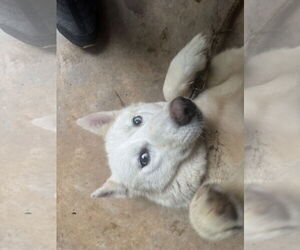 Siberian Husky Dogs for adoption in Cumming, GA, USA