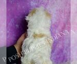 Small Photo #21 Maltipoo (Miniature) Puppy For Sale in WARSAW, IN, USA