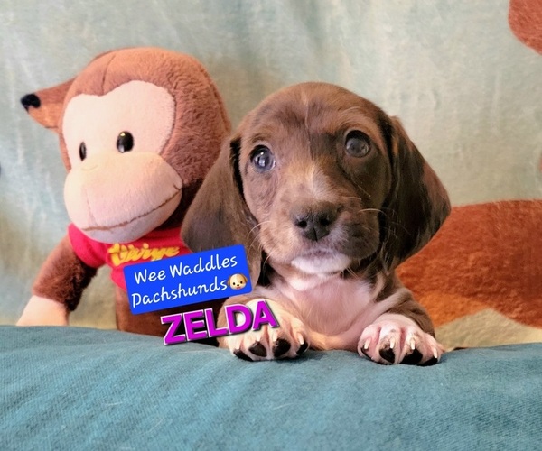 Medium Photo #17 Dachshund Puppy For Sale in WALLACE, CA, USA