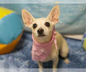 Chihuahua Dogs for adoption in Placerville, CA, USA