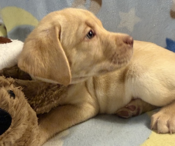 Medium Photo #2 Labrador Retriever Puppy For Sale in SPOTSYLVANIA, VA, USA