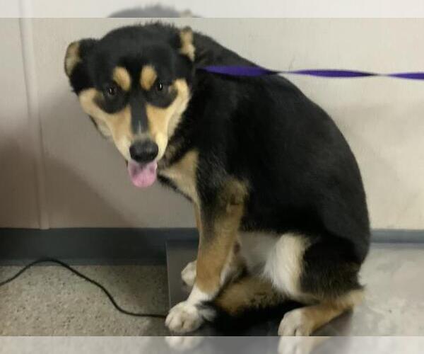 Medium Photo #1 German Shepherd Dog-Unknown Mix Puppy For Sale in Visalia, CA, USA