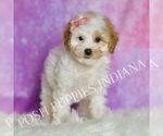 Puppy Tootie Poodle (Toy)