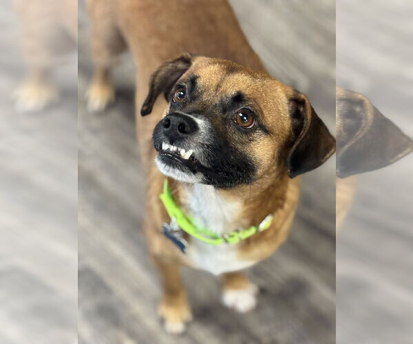 Medium Photo #2 Puggle Puppy For Sale in Plainfield, IL, USA