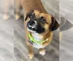 Small #1 Puggle