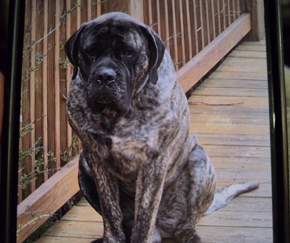 Medium Photo #1 Mastiff Puppy For Sale in WALNUT COVE, NC, USA