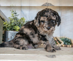 Small #2 Miniature Labradoodle