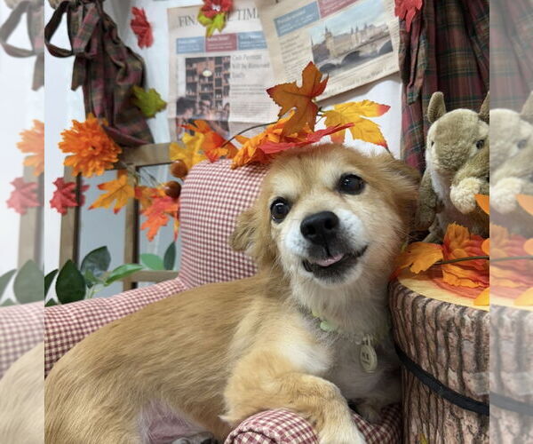 Medium Photo #3 Cavalier King Charles Spaniel-Unknown Mix Puppy For Sale in Agoura Hills, CA, USA