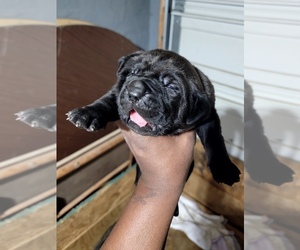 Cane Corso Puppy for sale in AKRON, OH, USA