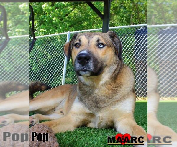 Medium Photo #6 German Shepherd Dog-Retriever  Mix Puppy For Sale in Maryville, TN, USA