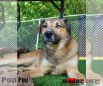 Small #5 German Shepherd Dog-Retriever  Mix