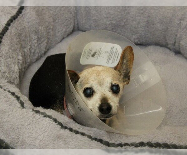 Medium Photo #1 Chihuahua Puppy For Sale in Martinez, CA, USA