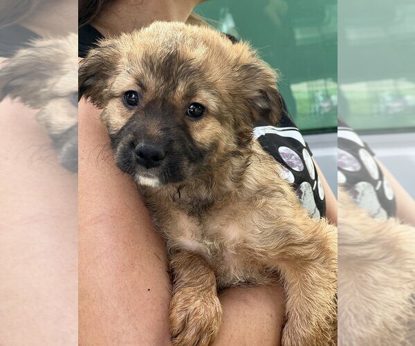 Medium Photo #2 Cocker Spaniel-Unknown Mix Puppy For Sale in Dana Point, CA, USA