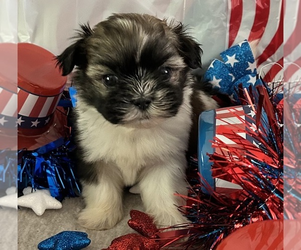 Medium Photo #3 Shih Tzu Puppy For Sale in DENTON, MD, USA