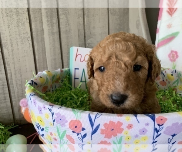 Medium Photo #4 Labradoodle Puppy For Sale in DUNN, NC, USA