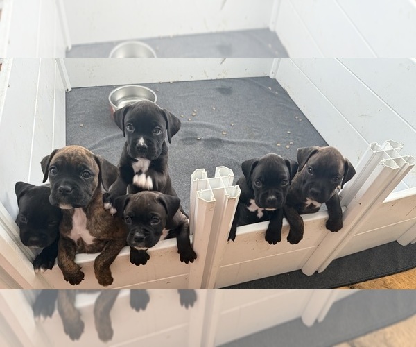 Medium Photo #1 Boxer Puppy For Sale in MILFORD, NH, USA